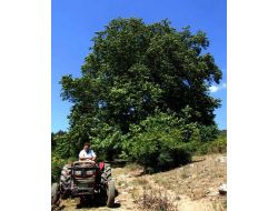 1200 Yaşındaki Dudaklı Çınarı Yola Kavuştu