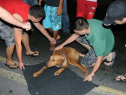 Otomobiliyle Çarptığı Köpeği Veterinere Götürdü