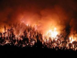 AYVALIK’TA ORMAN YANGINI