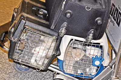 'Valizde Kanlı Ticaret'