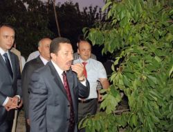 Sultandağı Kirazının Yüzde 60’ı İhraç Ediliyor