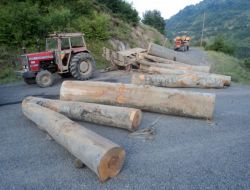 Römorktan Düşen Tomrukların Altında Kalan Kadın Öldü