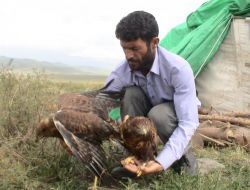 Sahip Çıktığı Yavru Kartalları Elleriyle Besliyor