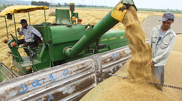 Bakan buğday taban fiyatını açıkladı