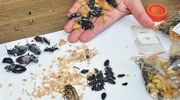 6 bin böcek yurtdışına kaçırılacaktı!..