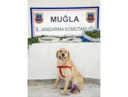 Kavaklıdere’de Uyuşturucu Operasyonu