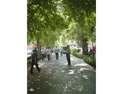 Kocaeli'nin Asırlık Çınarları Güneş Şemsiyesi Gibi