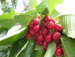 Erzincan’da Kiraz Hasadı Üreticiyi Sevindirdi