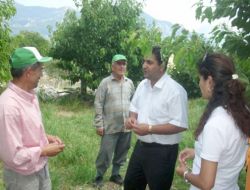 2006 Yılında Üreticiye Dağıtılan Kiraz Fidanları Meyve Verdi