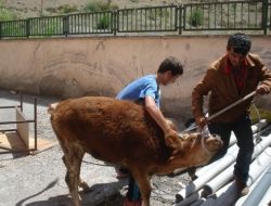 Ahırdan Kaçan Düve, Sahibine Zor Anlar Yaşattı