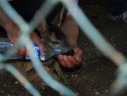 Çakallardan Kaçan Yavru Karaca Otel Bahçesine Sığındı