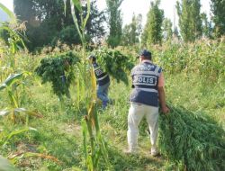 Muğla'da 10 Milyon Liralık Uyuşturucu