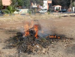 400 Kök Dişi Hint Keneviri