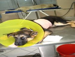 Balığı Kancasıyla Yutan Kurt Köpeği Ameliyatla Kurtarıldı