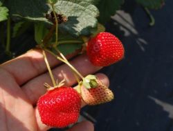 Çilek Tarla Günü Yapılacak!!