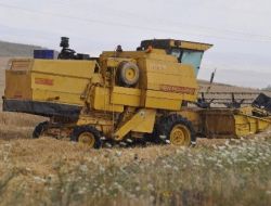 Yağmur Nedeniyle Hasada Ara Verildi