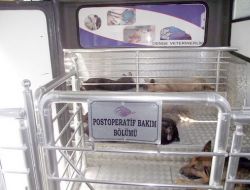 Bor'da Sokak Hayvanları Kısırlaştırılıyor