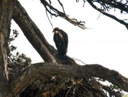 Yavru Şah Kartal Uçmaya Hazırlanıyor