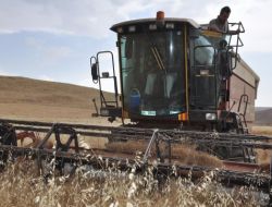 Siirt Buğdayda Rekor Yılını Yaşıyor