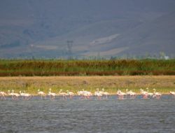 Sultansazlığı Son 14 Yılın En Yüksek Su Seviyesine Ulaştı
