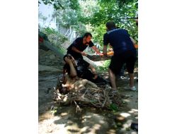 Diktiği Fidanlara Bakarken Dereye Düştü