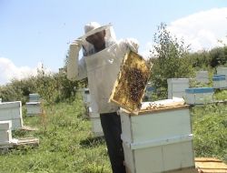 YAĞIŞLAR BAL ÜRETİMİNİ DÜŞÜRDÜ