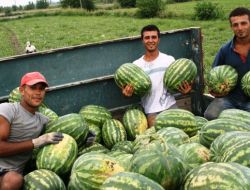 SICAK HAVA KARPUZU YAKTI!..
