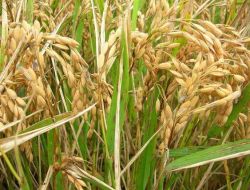 Çeltik Yetiştiricilerine Yanıklık Hastalığı Uyarısı