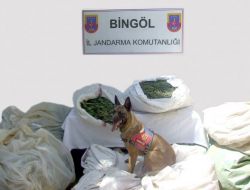 Bingöl'de 964 Bin Kök Kenevir İmha Edildi