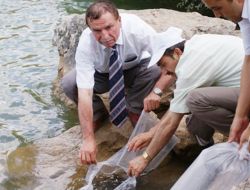 Sulakyurt Göleti'ne 20 Bin Balık Bırakıldı