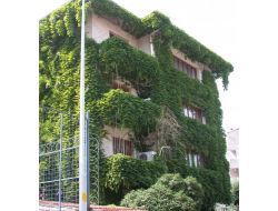 4 Katlı Sarmaşık Ev İlgi Çekiyor