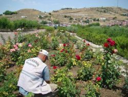 Parklara 10 Bin Gül Dikildi