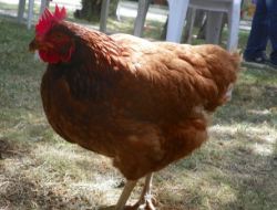 Öğrencileri Keneden, Tavuklar Koruyor