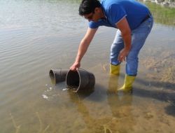 Kırşehir'deki Göletlere 93 Bin Balık Yavrusu Bırakıldı