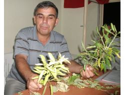 Badem Üzüm Ve Elmaya Alternatif Oldu