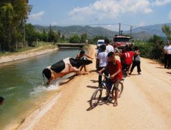 Sulama Kanalına Giren İnek Zor Kurtarıldı