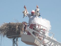 Dolu, Leylek Yavrularını Telef Etti