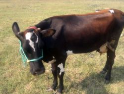 İneği Otomobilin İçine Koyarak Çalmaya Kalkıştılar