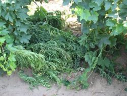 Jandarma Üzüm Bağında Kubar Esrar Buldu