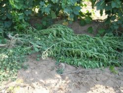 22 Kilogram Kubar Esrar Ele Geçirildi