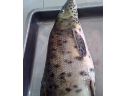 Hasankeyf'te Büyük Keşif‏