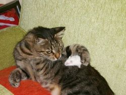 Kedi Ve Farelerin Örnek Alınacak Dostluğu