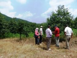 Hurma Üreticileri Yaprak Leke Hastalığı Konusunda Bilgilendirildi