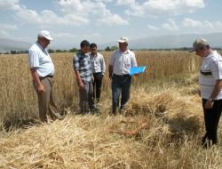 Erzincan'da Dane Kaybı Azaltılacak