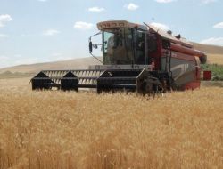 Müfit Bey'den Yüksek Verim Alındı