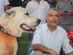 Malaklı Köpekleri Tanıtıldı