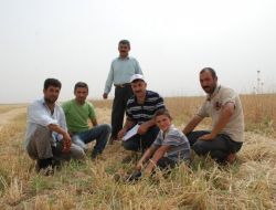 Muş Ovası Bereketli Bir Yıl Yaşıyor!..