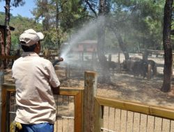 Antalya’da Nemden İnsanlar Denize, Hayvanlar Küçük Havuza Girdi