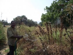 Mandalina Bahçesinde Çıkan Yangın