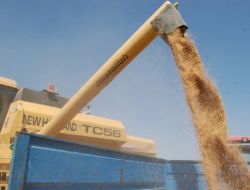 Kıraç Alanlara 'Bayraktar 2000' Ekin Tavsiyesi